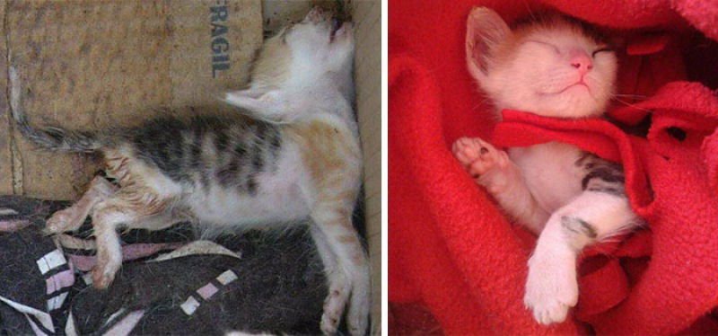 30 fotos que contam a história de gatos resgatados da morte 05