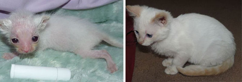 30 fotos que contam a história de gatos resgatados da morte 08