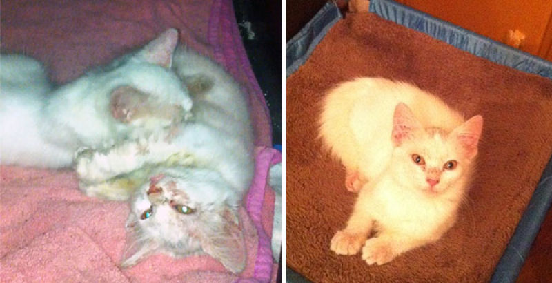 30 fotos que contam a história de gatos resgatados da morte 09