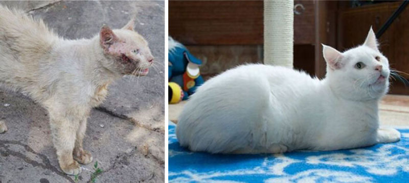 30 fotos que contam a história de gatos resgatados da morte 11