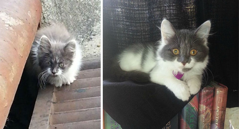30 fotos que contam a história de gatos resgatados da morte 12