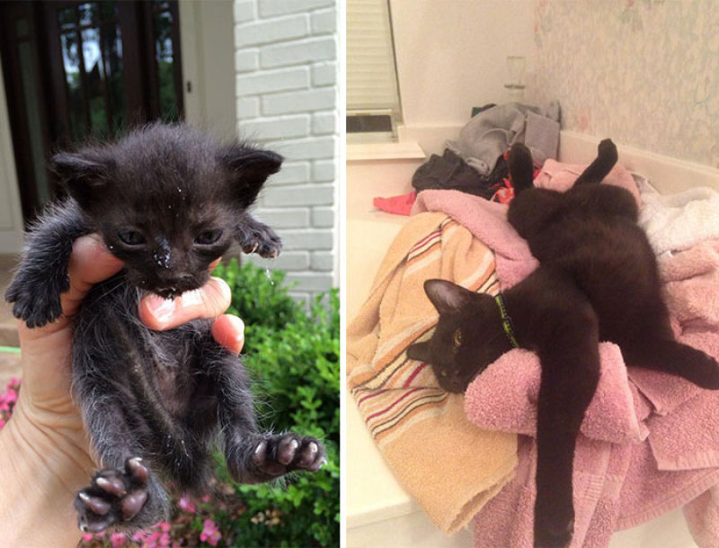 30 fotos que contam a história de gatos resgatados da morte 13