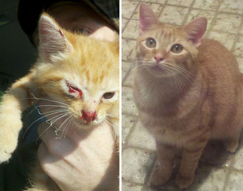 30 fotos que contam a história de gatos resgatados da morte 14