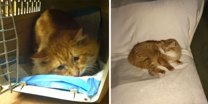 30 fotos que contam a história de gatos resgatados da morte 15
