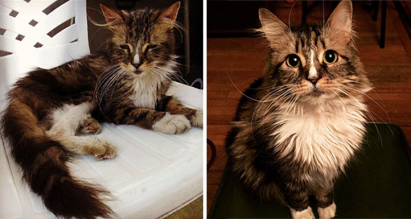 30 fotos que contam a história de gatos resgatados da morte 16