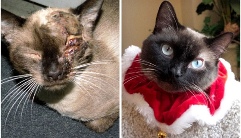30 fotos que contam a história de gatos resgatados da morte 18