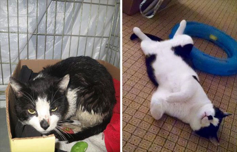 30 fotos que contam a história de gatos resgatados da morte 22