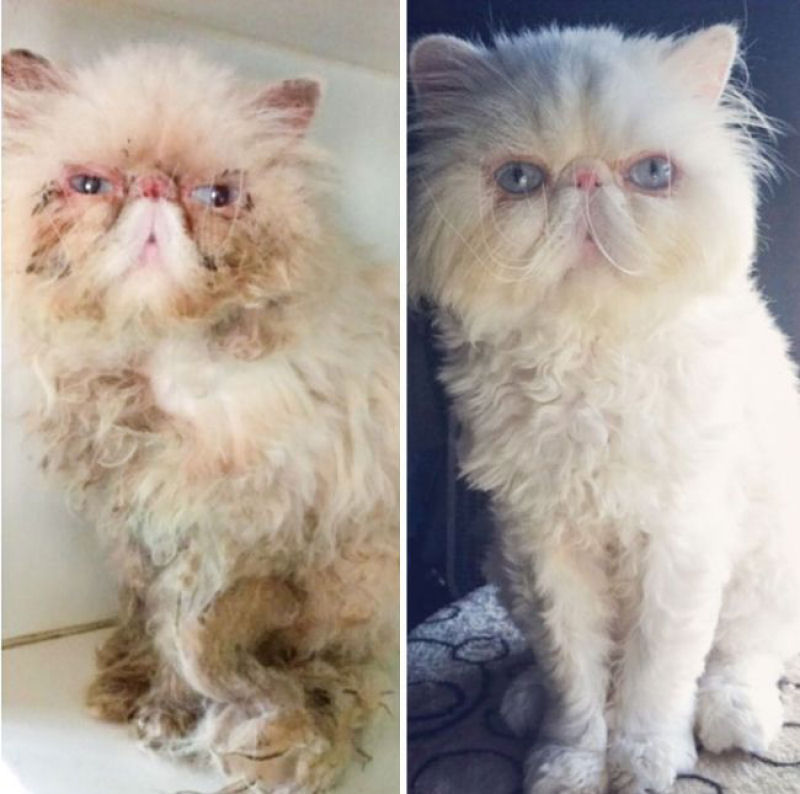 30 fotos que contam a história de gatos resgatados da morte 24