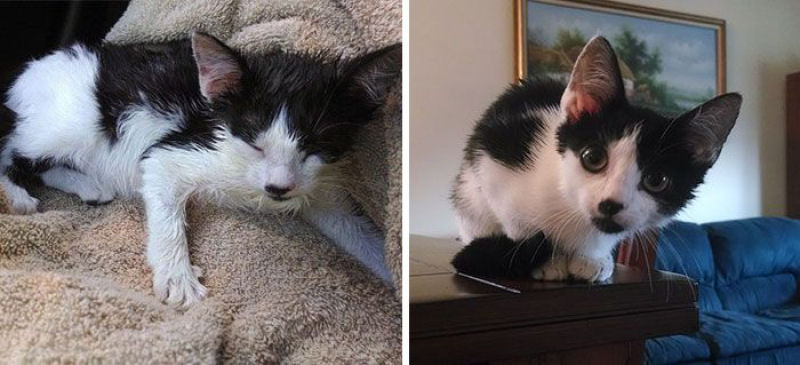 30 fotos que contam a história de gatos resgatados da morte 25
