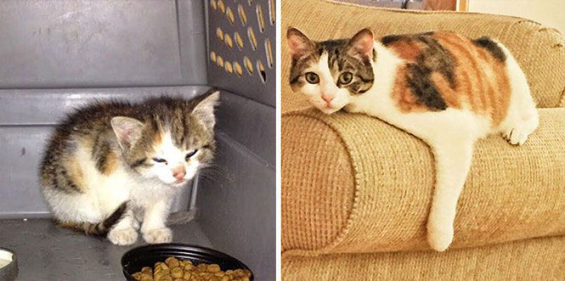 30 fotos que contam a história de gatos resgatados da morte 27