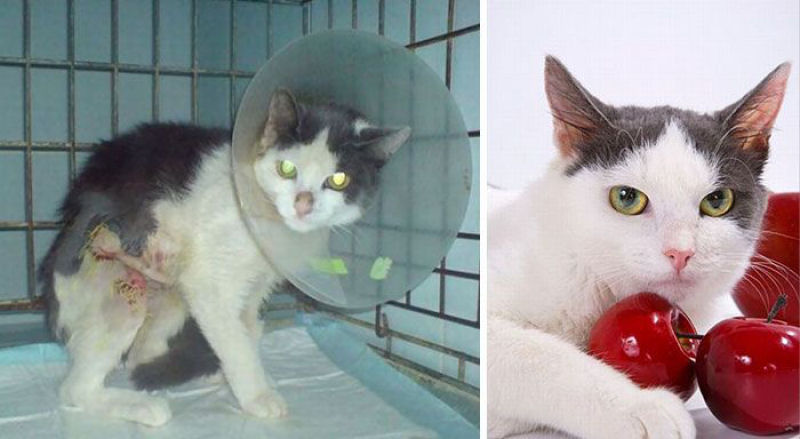 30 fotos que contam a história de gatos resgatados da morte 28