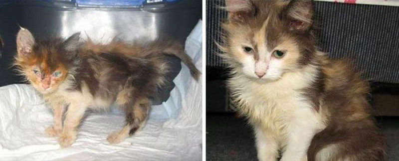 30 fotos que contam a história de gatos resgatados da morte 29