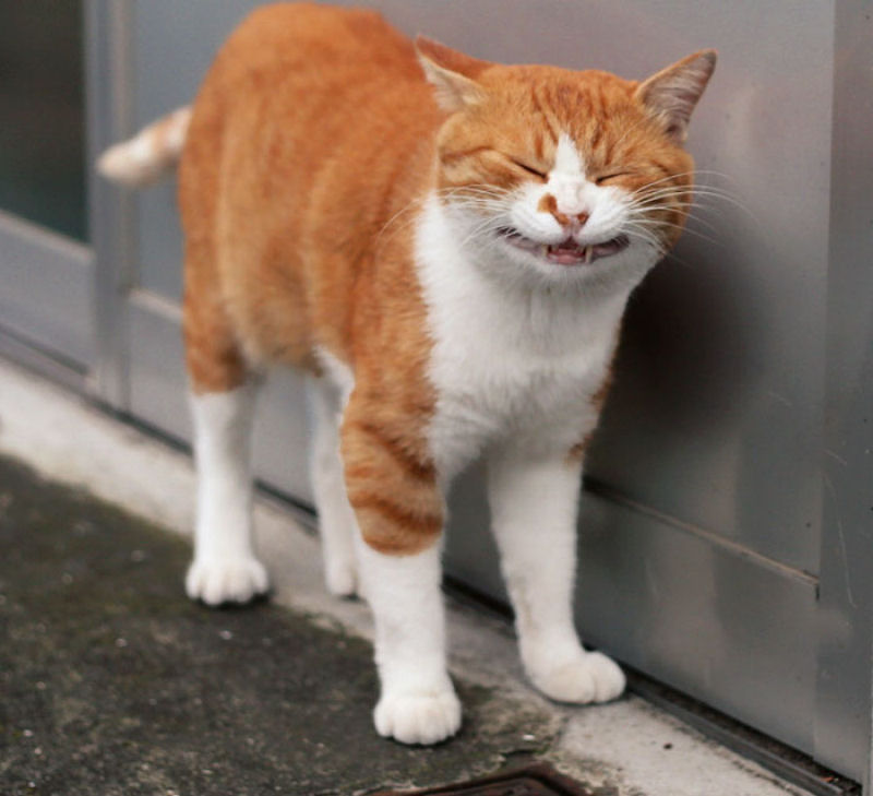 Este fotgrafo japons documenta os muitos gatos de rua de Tquio 01