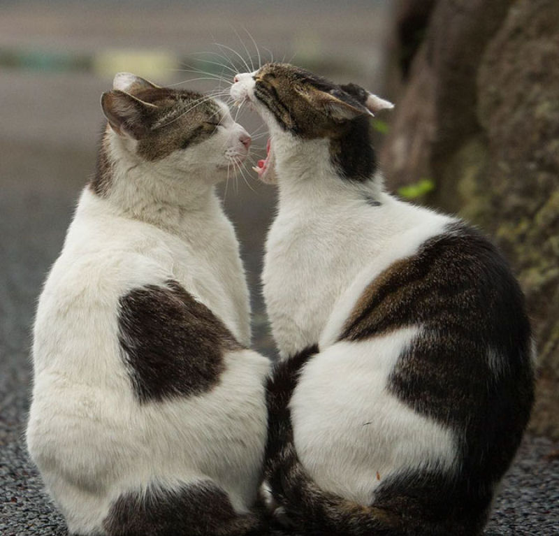 Este fotgrafo japons documenta os muitos gatos de rua de Tquio 02