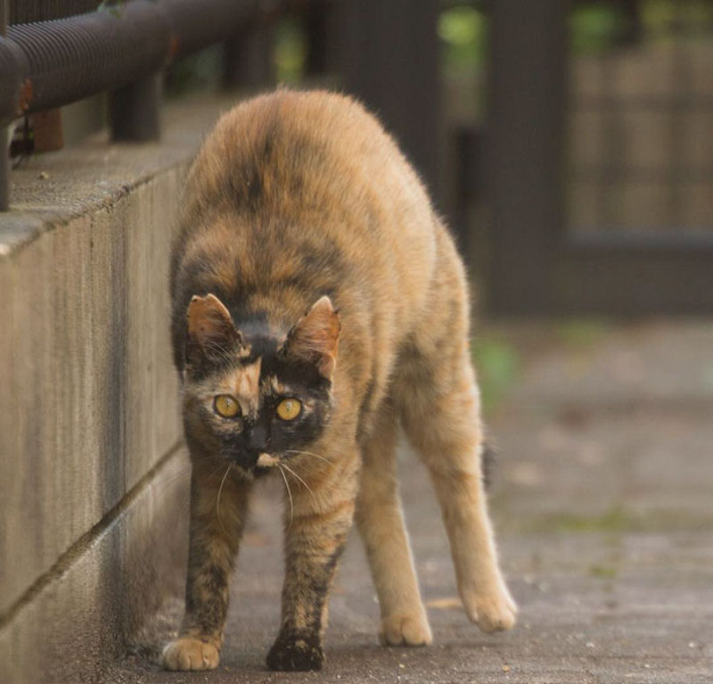 Este fotgrafo japons documenta os muitos gatos de rua de Tquio 04