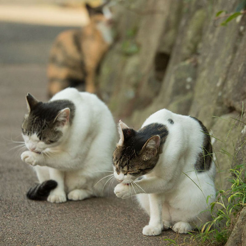 Este fotgrafo japons documenta os muitos gatos de rua de Tquio 05