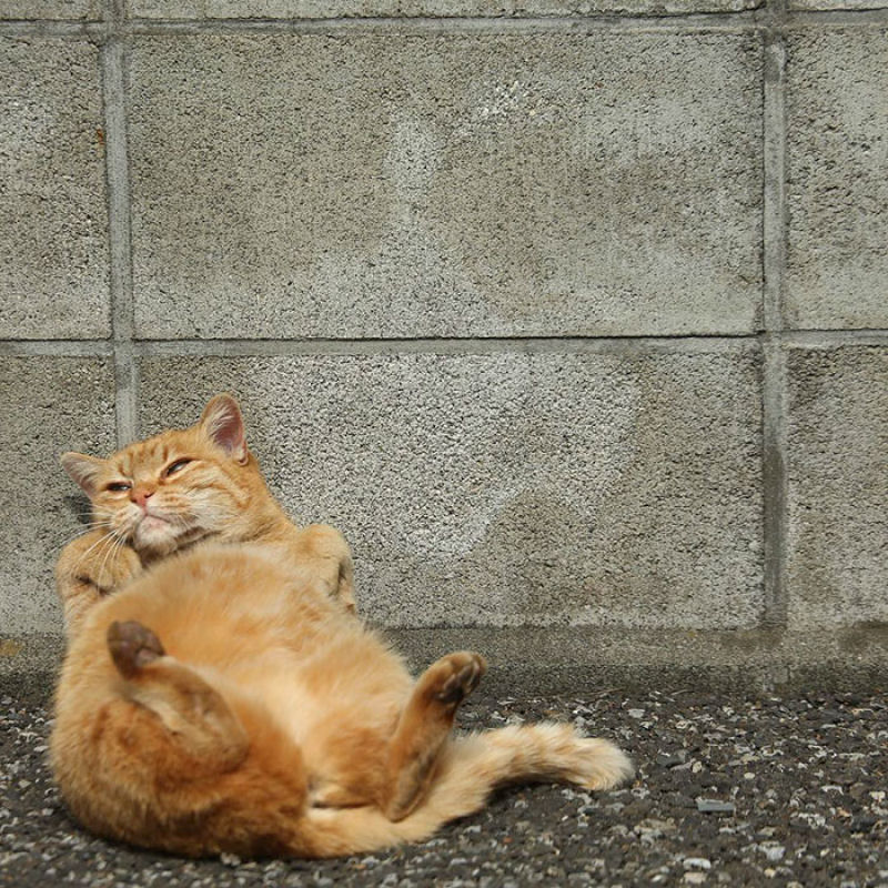 Este fotgrafo japons documenta os muitos gatos de rua de Tquio 07