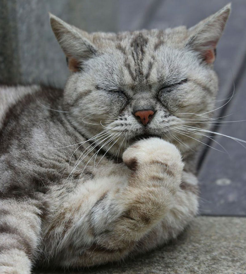 Este fotgrafo japons documenta os muitos gatos de rua de Tquio 09