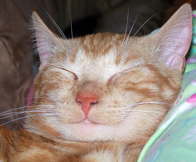 Os 22 gatos mais sorridentes da Internet 04
