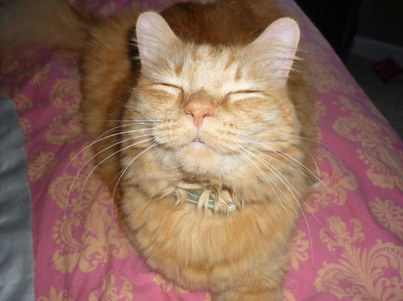 Os 22 gatos mais sorridentes da Internet 06