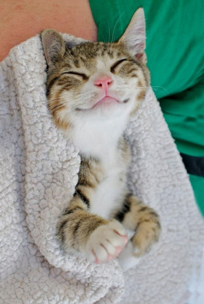 Os 22 gatos mais sorridentes da Internet 09