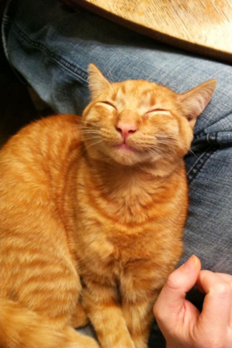 Os 22 gatos mais sorridentes da Internet 10