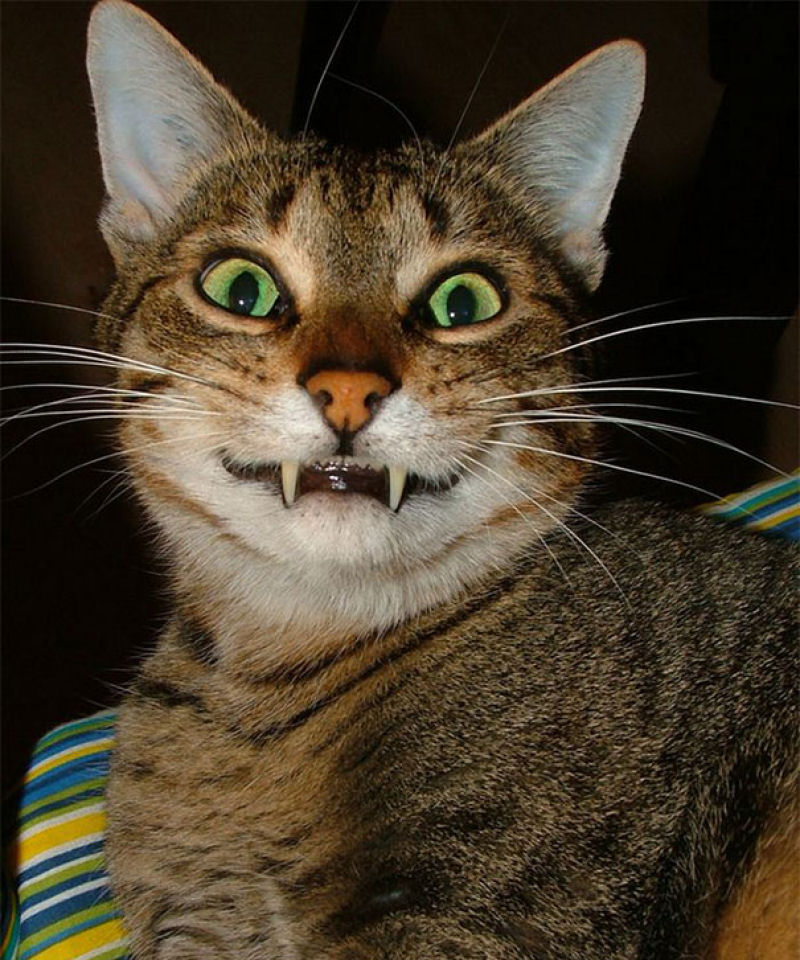 Os 22 gatos mais sorridentes da Internet 13