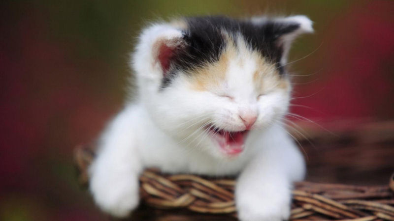 Os 22 gatos mais sorridentes da Internet 17