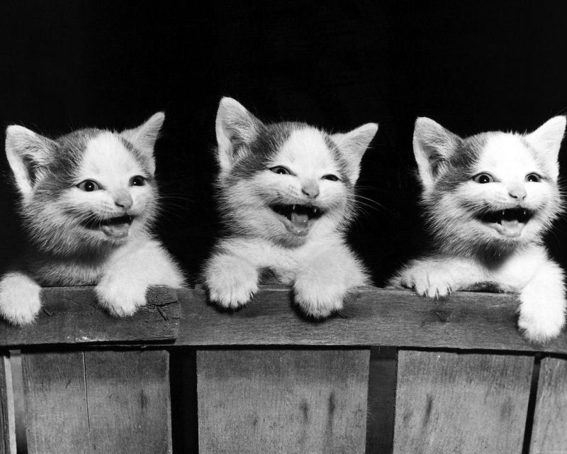 Os 22 gatos mais sorridentes da Internet 18