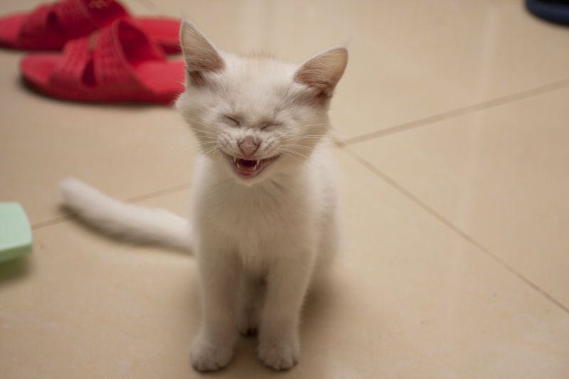 Os 22 gatos mais sorridentes da Internet 19