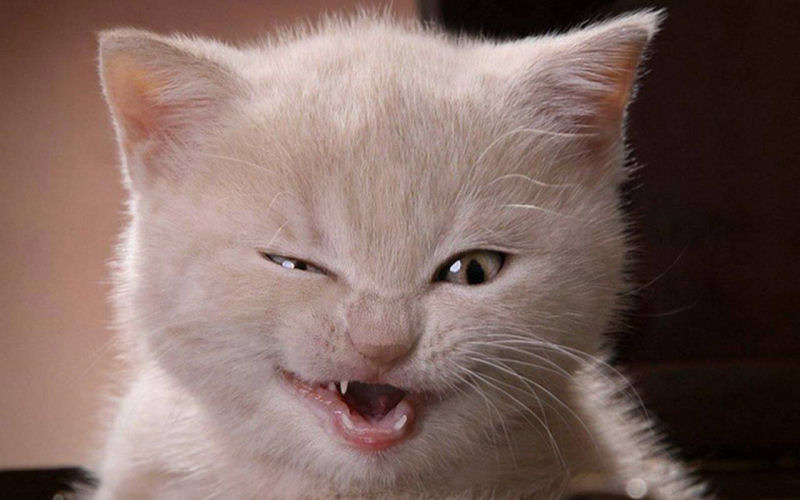 Os 22 gatos mais sorridentes da Internet 20