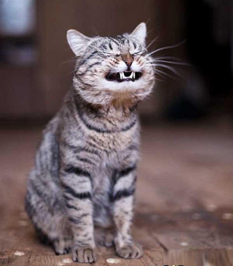 Os 22 gatos mais sorridentes da Internet 21