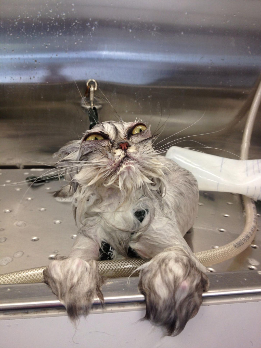 Fotografias engraadas de gatos tomando banho 01