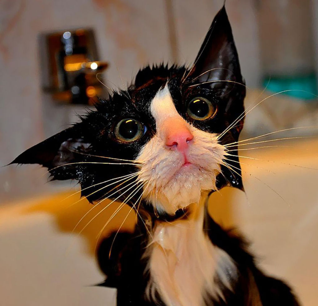 Fotografias engraadas de gatos tomando banho 02