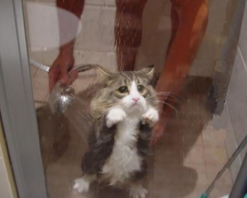 Fotografias engraadas de gatos tomando banho 11