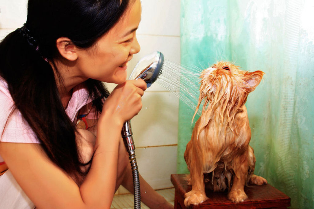 Fotografias engraadas de gatos tomando banho 12
