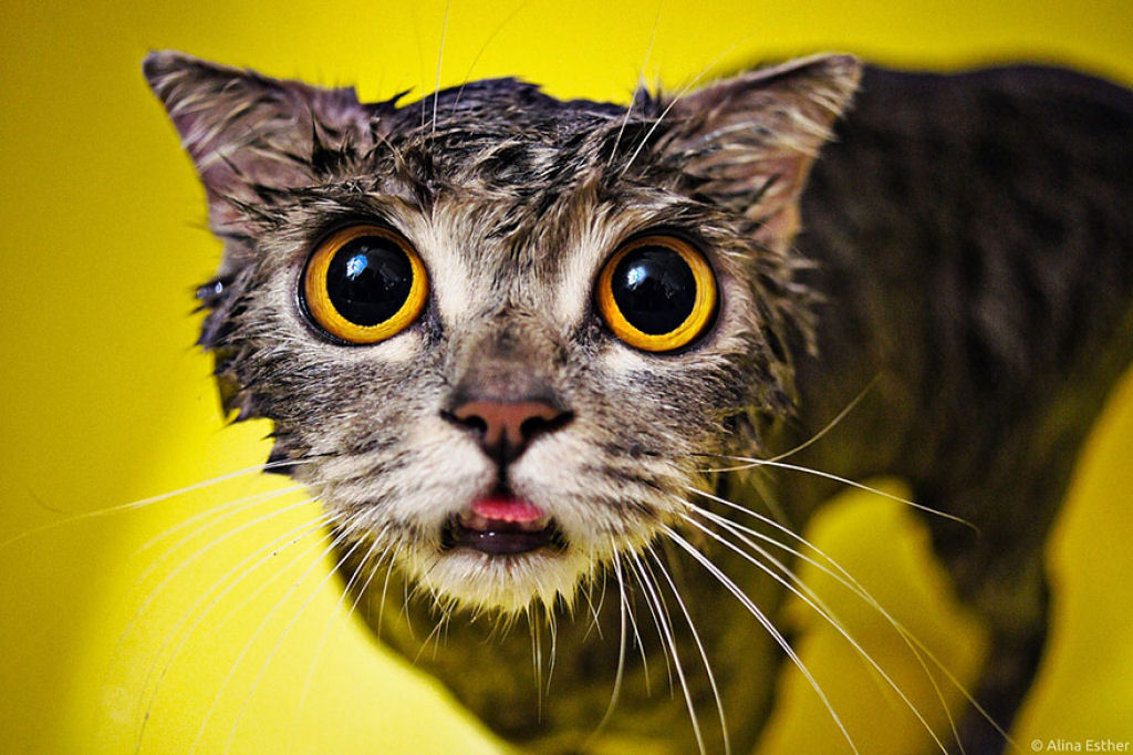 Fotografias engraadas de gatos tomando banho 14