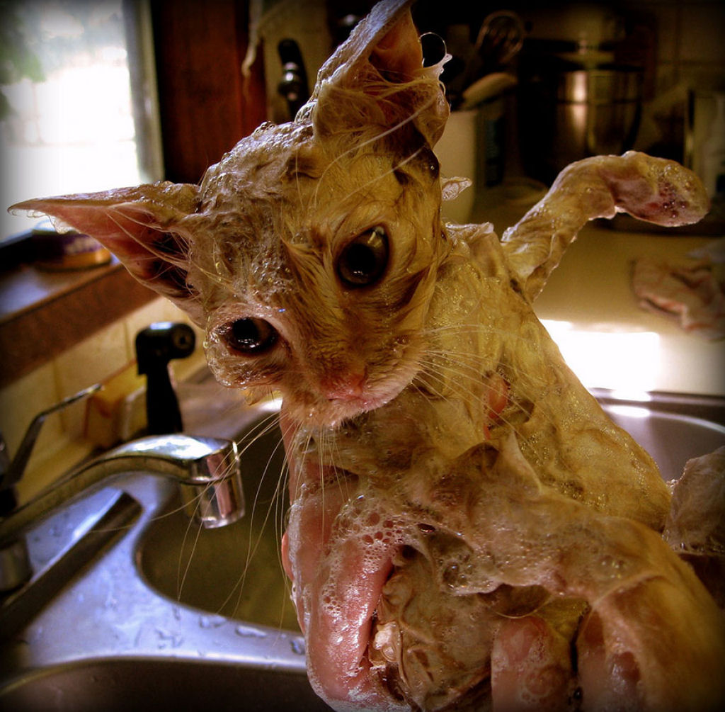Fotografias engraadas de gatos tomando banho 21