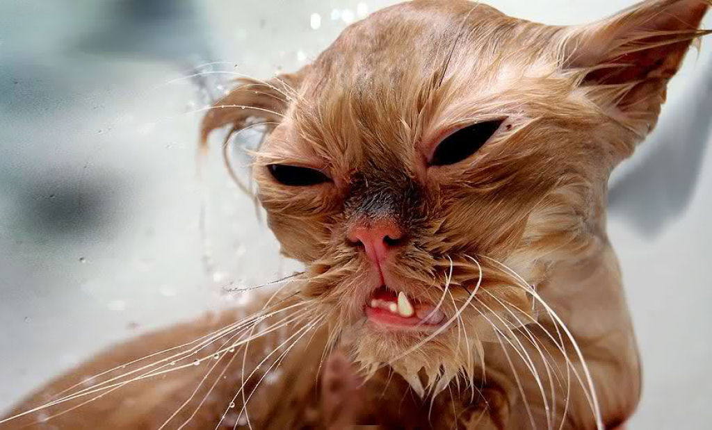 Fotografias engraadas de gatos tomando banho 24
