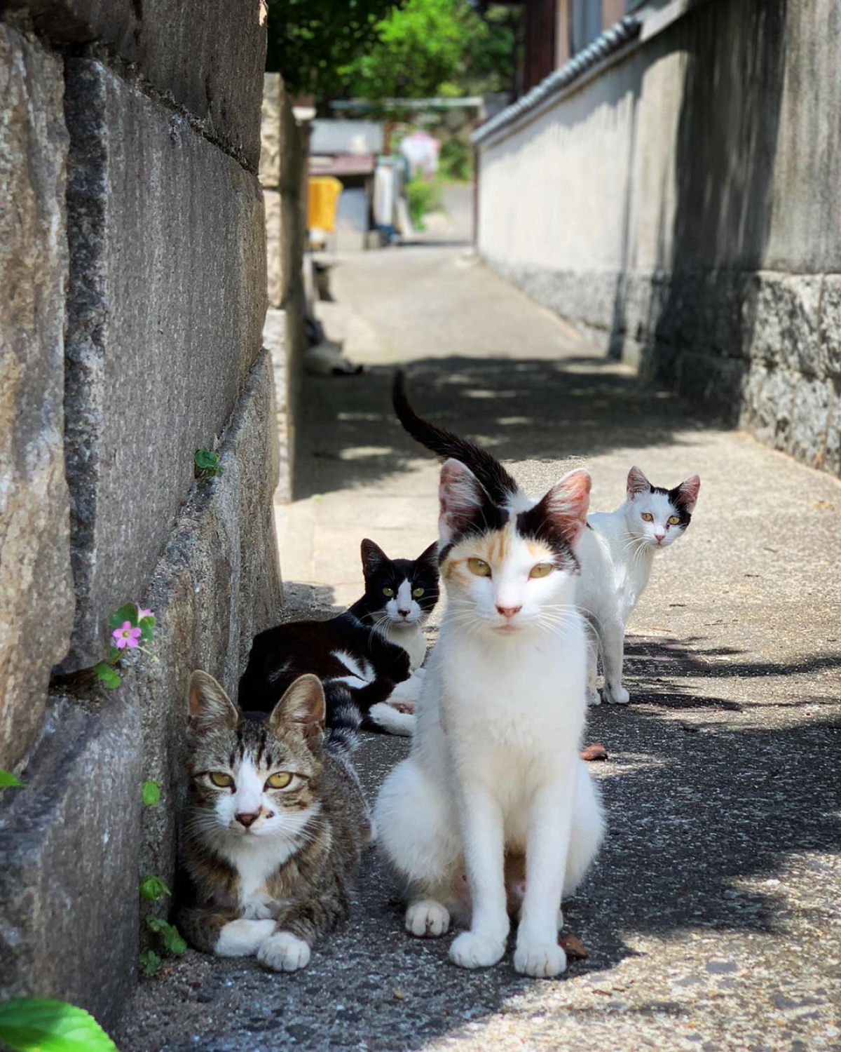 Revelam o macabro mistrio da morte de dezenas de felinos na 'ilha dos gatos, no Japo
