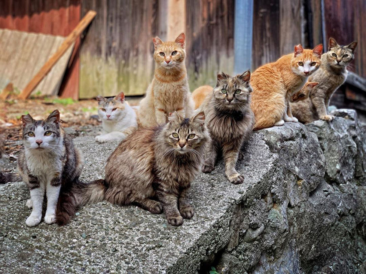Revelam o macabro mistrio da morte de dezenas de felinos na 'ilha dos gatos, no Japo
