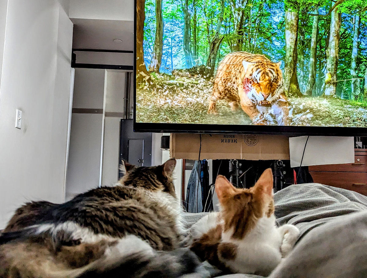 Os humanos não são os únicos obcecados por telas, gatos até têm sua própria 'Catflix'