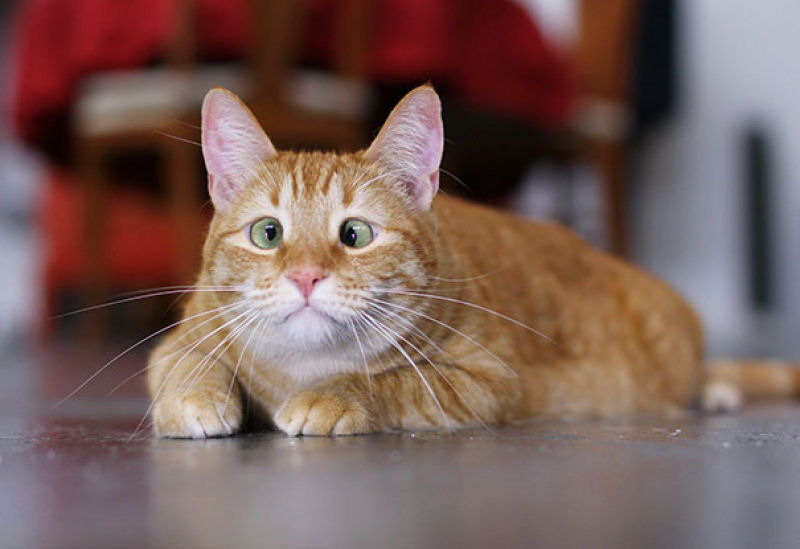 25 gatinhos vesgos que demonstram que no h que ser perfeito para ser amado 15