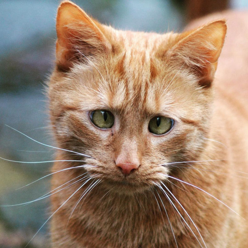 25 gatinhos vesgos que demonstram que no h que ser perfeito para ser amado 19