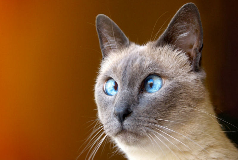 25 gatinhos vesgos que demonstram que no h que ser perfeito para ser amado 25