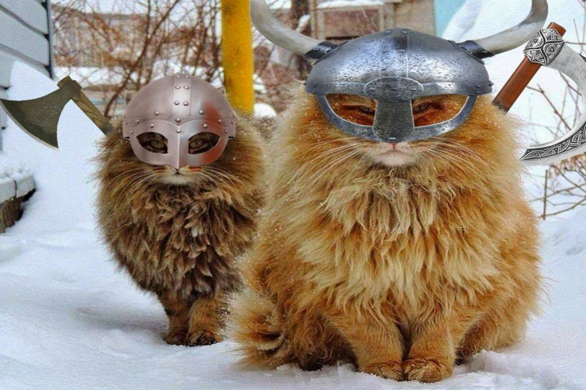 Antes de conquistar a Internet, os gatos navegaram com os vikings conquistando o mundo