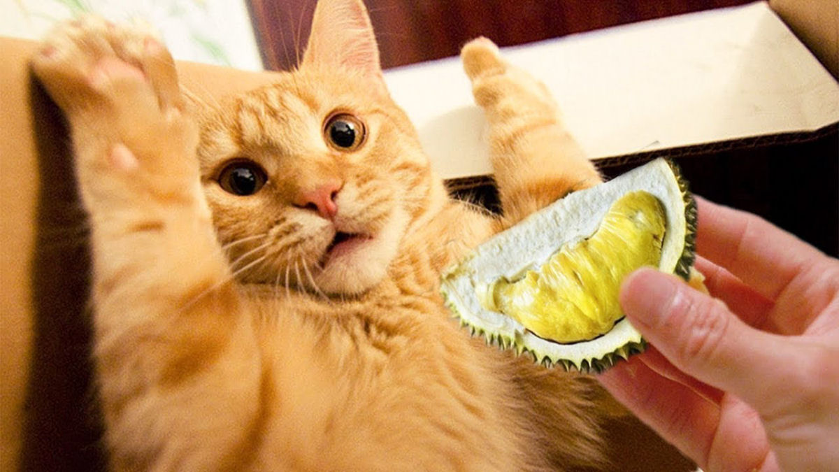 Porque os gatos odeiam durian?
