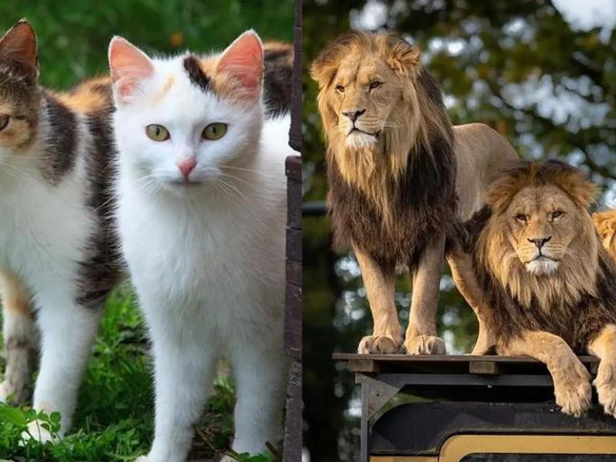 Gatos domsticos e gatos selvagens no so realmente to diferentes