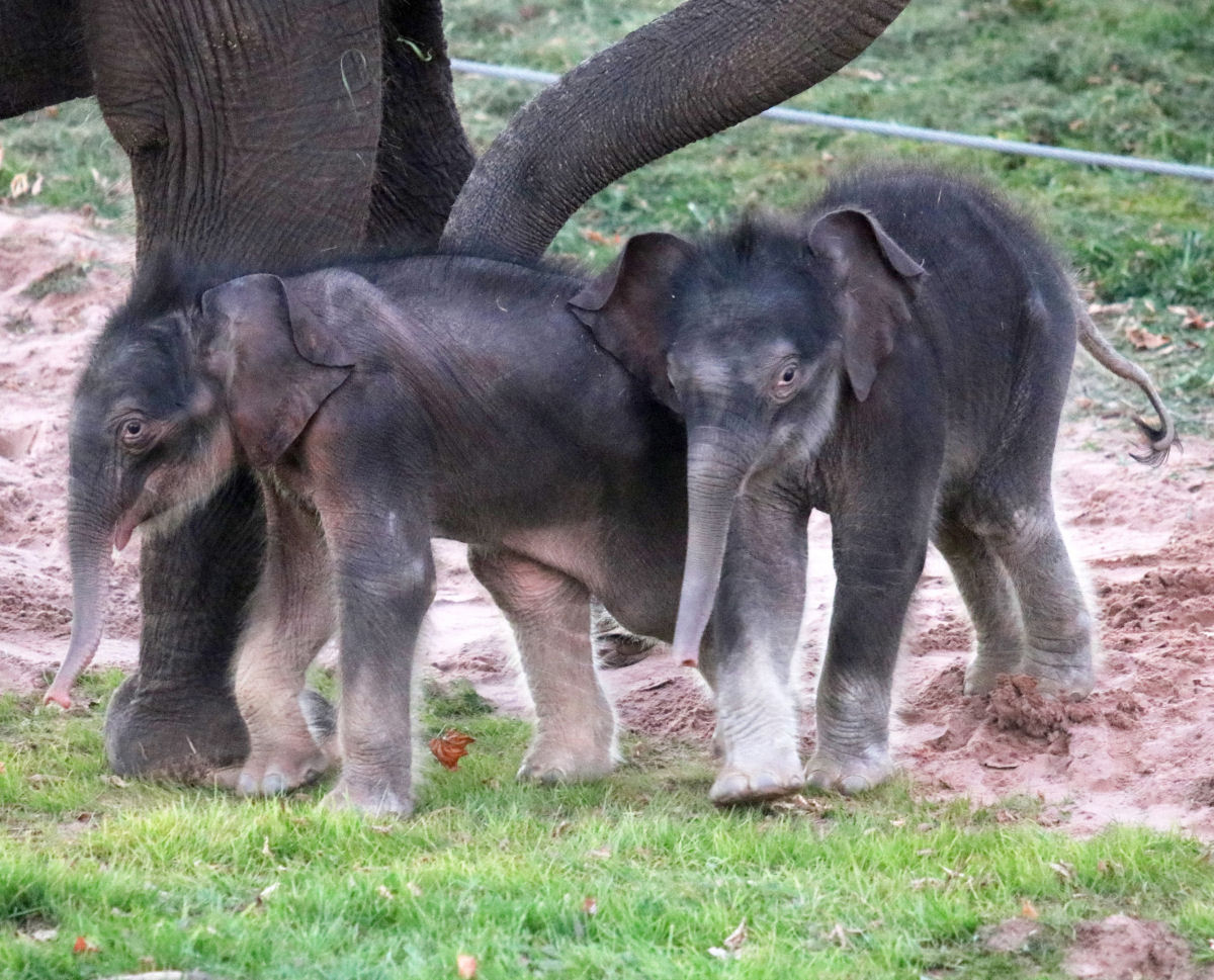 Zoo de Nova York faz histria com nascimento raro de elefantes-asiticos gmeos