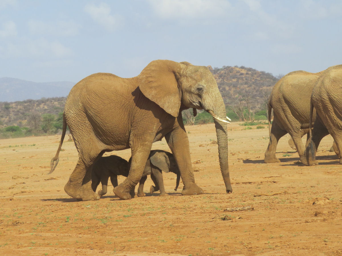 Zoo de Nova York faz histria com nascimento raro de elefantes-asiticos gmeos